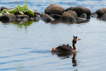 Haubentaucher mit Jungen im Schlepptau by Thomas Sonntag