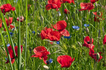 Roter Mohn auf den Feldern in Brandenburg von captainsilva