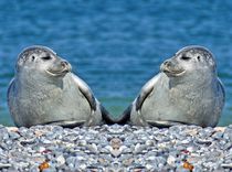 Robben Zwillinge by kattobello