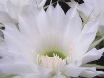 White Cactus Flower by Sarah Ziegler