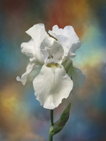 White Iris von Elena Oglezneva