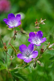 Blumenparadies Reiteralm... 4 by loewenherz-artwork