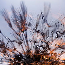 Sparkling drops  - Dandelion On The Horizon von Chris Berger