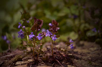 zarte lila Blüten  von Jörg Boeck