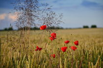 Mohnblumen by Jörg Boeck