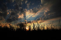 Abendstimmung am Feld von Peggy Graßler