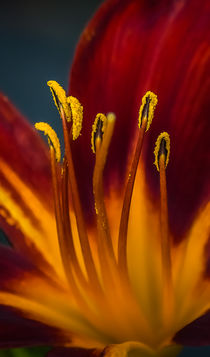 Day lily closeup von Tim Seward