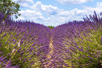 Lavendelfeld auf dem Plateau de Valensole in der Provence von Thomas Klee