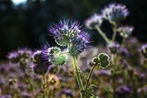 Phacelia Blüten von Claudia Evans