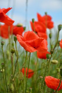 Klatschmohn von Claudia Evans