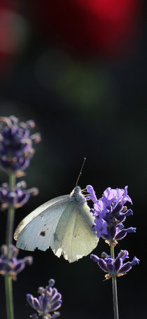 Weißer Schmetterling von Peggy Graßler