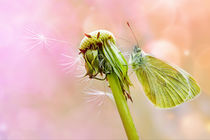 Wohin der Wind Dich weht by dust-in-the-wind