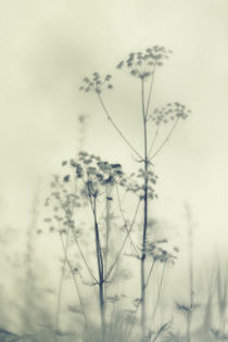 Wilde Blumen 4 von Priska  Wettstein