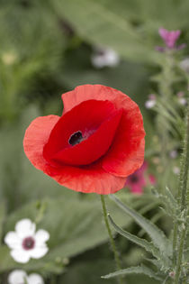 Mohn by Petra Dreiling-Schewe