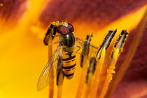Der Pollendieb - Schwebfliege von Chris Berger
