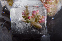 Sedum cyaneum in Eis by Marc Heiligenstein