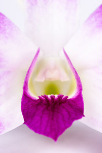 Orchid von Maresa Pryor-Luzier