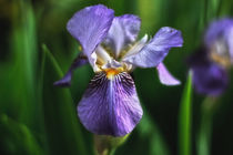 Iris by Petra Dreiling-Schewe