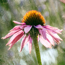 Purpur-Sonnenhut  - Echinacea Purpurea by Chris Berger