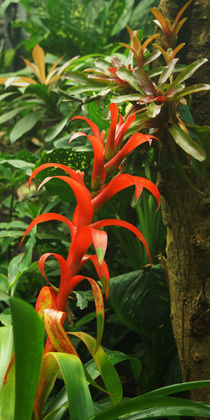 Leuchtend rote Bromelien von Sabine Radtke