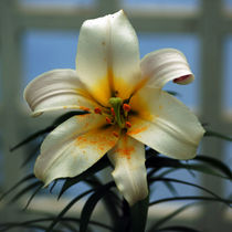 Weiße Lilie, Madonnen-Lilie, Lilium candidum by Sabine Radtke