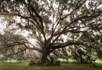 Majestic Oak by Maresa Pryor-Luzier
