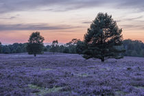 Lüneburger Heide von Patrice von Collani