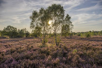 Birke in der Lüneburger Heide von Patrice von Collani