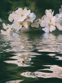 Blütenmeer - flowers sea by Chris Berger