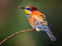 Bright bird Merops apiaster on a branch by Elena Oglezneva