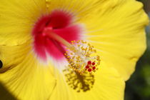 Blühnender Gelber Hibiscus Blume von Torsten Krüger