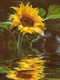 Für die Küche - Sonnenblumenöl von Chris Berger