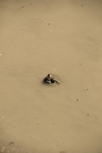 Frog in water by Anna Zamorska