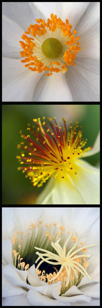 Blüten-Stempel, Makrofotografie, pistills of blossom, macro by Dagmar Laimgruber
