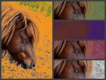 Pop-Art Pony von art-dellas