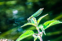 Green Dragonfly  by Vincent J. Newman