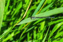 Blue Damselfly von Vincent J. Newman