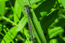 Blue Damselfly von Vincent J. Newman