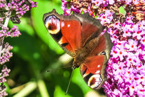 Peacock Butterfly von Vincent J. Newman