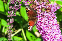 Peacock Butterfly von Vincent J. Newman