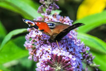 Peacock Butterfly von Vincent J. Newman