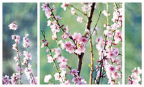 Vintage Cherry Blossom Triptych von Karen Black
