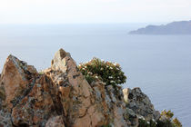 Coastline Zistrose Corsica von Martina  Gsöls