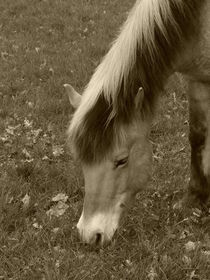Norweger Pony by maja-310
