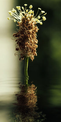 Gesundheit aus der Natur - Spitzwegerichsirup by Chris Berger