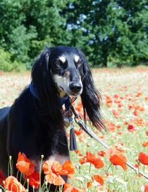 Germany's next Dog-Model von maja-310