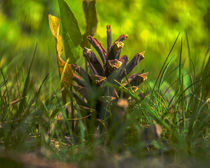 Nature pinecone by Michael Naegele