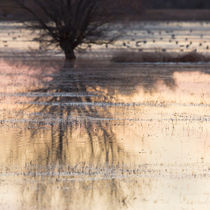 Bosque Reflections by Maresa Pryor-Luzier