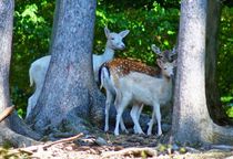 Albino und wildfarbene Dammhirsche by kattobello