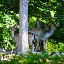 Dammhirsch Rudel im Wald by kattobello